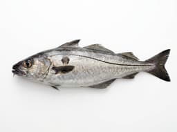 Haddock