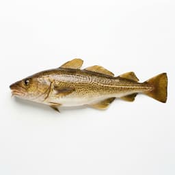 Atlantic Cod