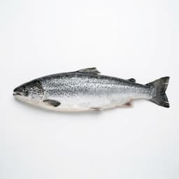 Atlantic Salmon