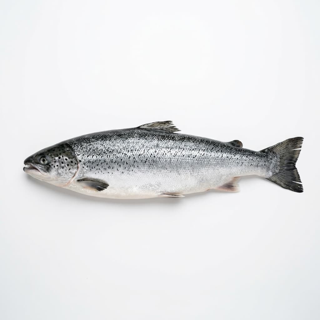 Atlantic Salmon