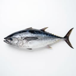 Bluefin Tuna
