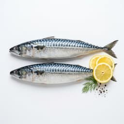 Mackerel